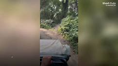 Angry rhino chases tour vehicle