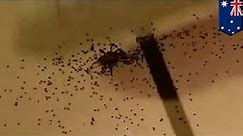 "Eksplodujący" pająk mocno wystraszył australijską parę