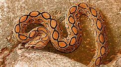Najbardziej jadowite węże - TOP 10 najgroźniejszych węży świata