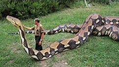 World's biggest snake found in Amazon river | Biggest python snake - Giant anaconda Largest snake
