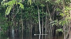 Anaconda in the Amazon! #fyp #Travel #Anconda #YeahNotMe 😭 | Amazon River