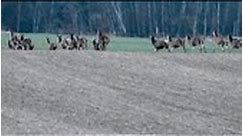 Red Deer # Deer # Cervus Elaphus # Wildlife | Kaspars Kveksis