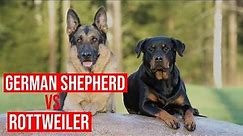 German Shepherd VS Rottweiler (9 Key Facts About Rottweiler & German Shepherd)