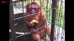 Ghetto Monkey Eating Bananas (Funny Voiceover without intro)