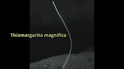 Thiomargarita magnifica – the largest bacteria ever found