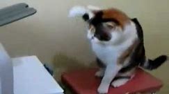 Funny Cat Attacks Printer With Sound Effects!