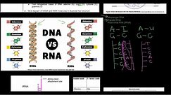 Grade 12 Life Sciences DNA The Code of Life Part 2