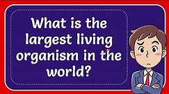 What is the largest living organism in the world? Answer