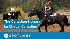 Preserving Canada's National Horse