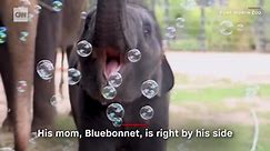 Stop what you're doing and watch this elephant play with bubbles