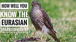 Eurasian Sparrowhawk || Description, Characteristics and Facts!
