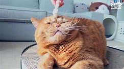 Cats Love Toothbrush! (ENG SUB)