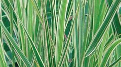 Variegated Feather Reed Grass, Calamagrostis acutiflora Overdam | High Country Gardens