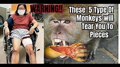 Top 5 Most Damgerous Types Of Monkeys In The World