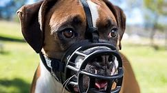 Dog Muzzles: When, Why, and How to Correctly Use Them – American Kennel Club