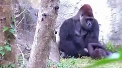I'm love gorilla 🦍 💕 #ProtectTheWild 🌍" #GorillaLife #WildGorillas #GorillaConservation #GreatApes #PrimateWorld #GorillaLove #ApeAdventures #EndangeredSpecies #RainforestGuardians #GorillaHabitat #ApeAwareness #ProtectOurPlanet #GorillaWatch #PrimateResearch #WildlifePreservation #GorillaFamily #SaveTheGorillas #JungleExplorers #GorillaKingdom #ConservationHeroes #Prank #Us #Uk #familytime #familyfirst #familyfun #familylove #familygoals #SquidGame | Visal