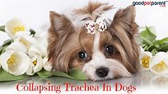 Collapsing Trachea In Dogs - Good Pet Parent