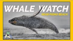 Central California Coast Whale Watch on iPhone near Pismo Beach