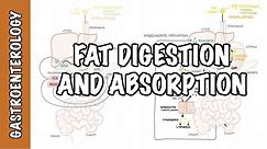 Fat (lipid) digestion and absorption physiology