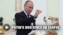 Putin's large dog Yume barks at Japanese journalists