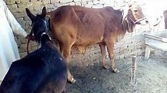 Donkey mating with cow at Village 2020