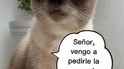 tu cagas mucho…💩🤣🤣🤣🐈🐈‍⬛ #kokokotik #humorespañol #gatos