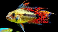Top 5 Centerpiece Fish for your small to medium sized Community Aquarium.