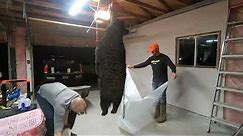 Ontario Black Bear Cleaning