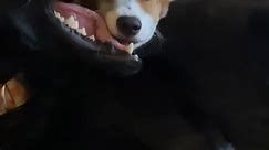 Corgi Takes A Nap In Gaping Maw Of A Gentle Beast