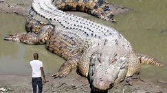 10 Largest Reptiles in the World (Crocodiles and Turtles)