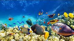 Coral Reef Photos Roku Screensaver