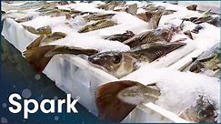 North Sea Oil Rigs Saved By The Fishing Industry | The Harbour | Spark