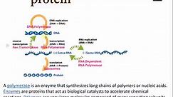 Overview of Nucleic Acids, Genomes, Cell Theory, and the Central Dogma of Molecular Biology