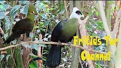 White-crested turaco & Guinea turaco Sings