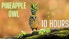 PINEAPPLE OWL 10 HOURS