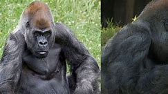Ozzie the Gorilla dies: Tributes pour in as world's oldest male gorilla passes away at 61