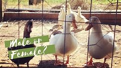 How to Determine Gender In Ducklings & Adult Ducks 🦆