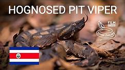 Venomous Hognosed pit viper (Porthidium nasutum), dangerous snake from Costa Rica, Nose-horned viper