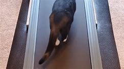 Confused Cat Doesn't Quite Understand Concept of Treadmill