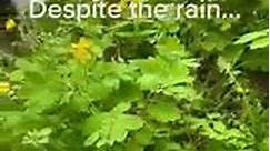 Glistnik jaskółcze ziele (Chelidonium majus)