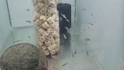 King Aquarium - Cyprichromis leptosoma fry tank
