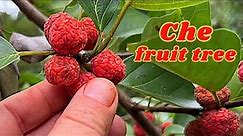 Che (Silkworm Thorn, Mandarin Melon Berry, Chinese Melonberry), Cudrania tricuspidate