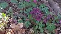 Corydalis solida, fam. Papaveraceae | Nature Spirits