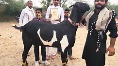 World Biggest Goat Competition 2023 /Biggest goat in the world, World record goat
