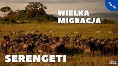 Wyprawa do Tanzanii - Serengeti i wielka migracja #14