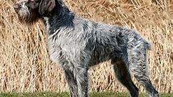 ČESKÝ FOUSEK / CZESKI FOUSEK / DER TSCHECHISCHE HUND