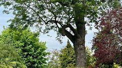 'Well-loved' Coventry tree to be axed amid health risks - but key feature saved