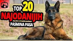 🐕 Najodaniji Psi – TOP 20 Najodanijih Pasmina Pasa Na Cijelome Svijetu!