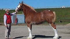 EVERYTHING YOU WANTED TO KNOW ABOUT DRAFT HORSES