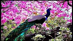 Beautiful & Rare Peacocks in the World - Never Seen this Peacocks